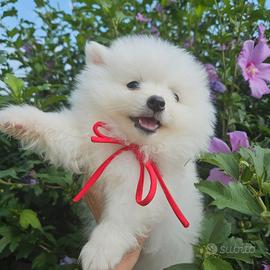 Cuccioli volpino italiano