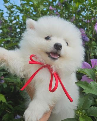 Cuccioli volpino italiano