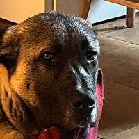 Livestock Guardian