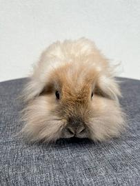 Coniglio Ariete di Leone dolcissimo