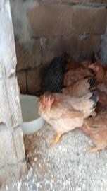 Galline di un anno