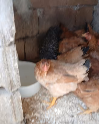 Galline di un anno