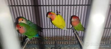 Pappagalli Inseparabili Agapornis Roseicollis