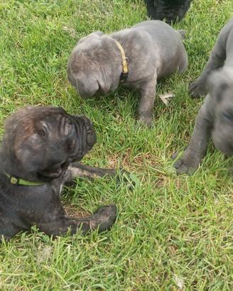 cuccioli di cane corso 