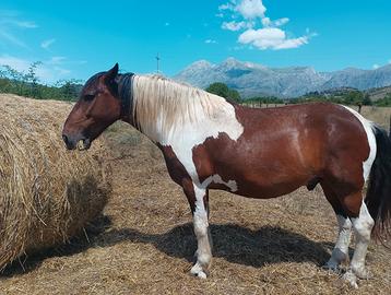 Super cavallo