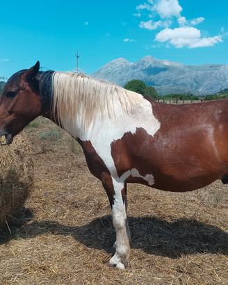 Super cavallo