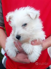 Maschietto west highland white terrier