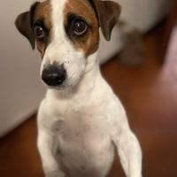 Jack Russel per accoppiamento