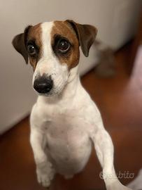 Jack Russel per accoppiamento