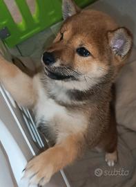 Shiba Inu