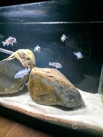 Pseudotropheus Socolofi