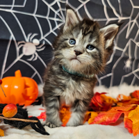 LEGGERE SOTTO Maine Coon TOP Maschio