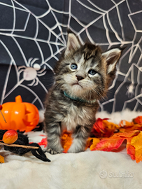 LEGGERE SOTTO Maine Coon TOP Maschio