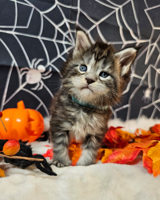 LEGGERE SOTTO Maine Coon TOP Maschio