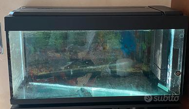 Acquario