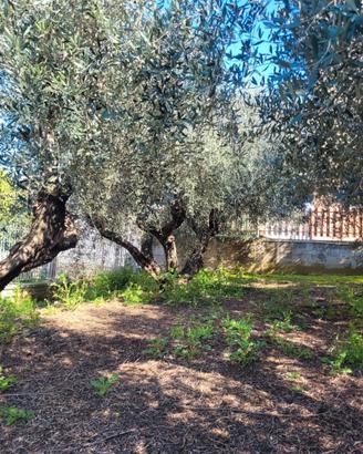 Alberi