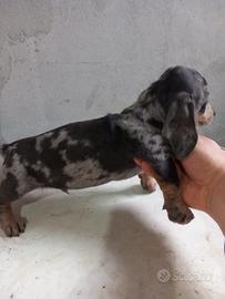 Bassotto arlecchino silver cuccioli