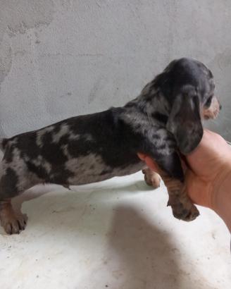 Bassotto arlecchino silver cuccioli