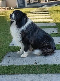 Border Collie per accoppiamento
