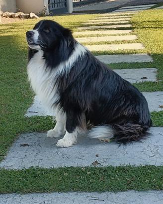 Border Collie per accoppiamento