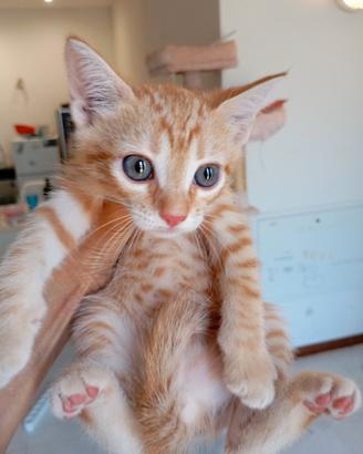 gattini arancioni e grigi  incroci 