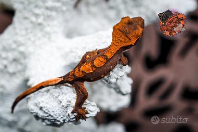 Geco Ciliatus