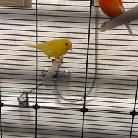 Canarino giallo 2025