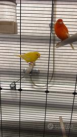 Canarino giallo 2025