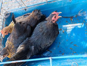 Galline padovane