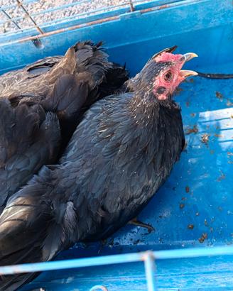 Galline padovane