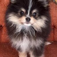 Cucciola Pomerania