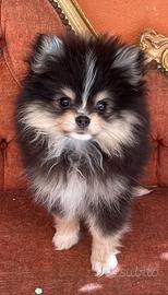 Cucciola Pomerania