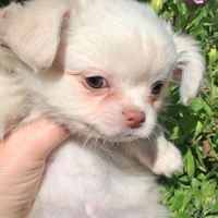 Cucciola di taglia piccola