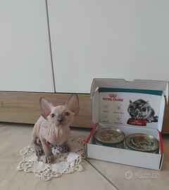 Sphynx da coccolare