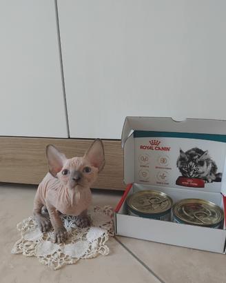 Sphynx da coccolare