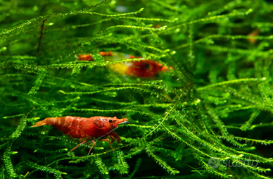 java moss pianta acquario