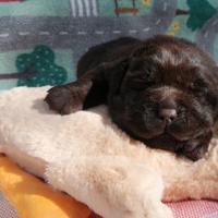 Chocolate labradors cuccioli