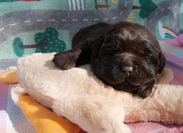 Chocolate labradors cuccioli