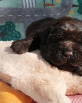 Chocolate labradors cuccioli