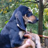 Cuccioli Segugio Italiano nero focato