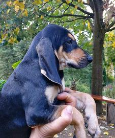 Cuccioli Segugio Italiano nero focato