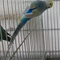 Cocorito rainbow