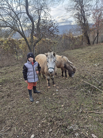 Pony femmina