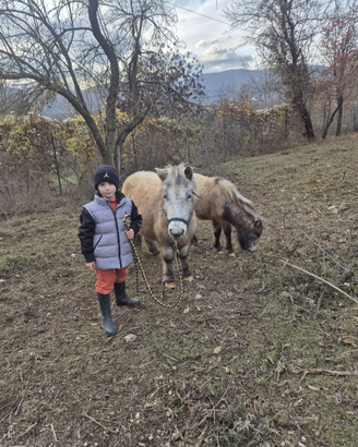 Pony femmina