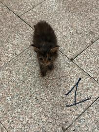 Cuccioli gatto siberiano