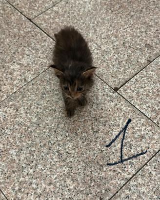 Cuccioli gatto siberiano