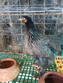 polletti brahma 