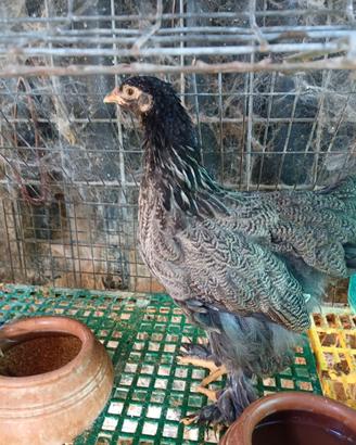polletti brahma 