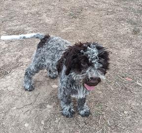 Ultimi cuccioli di Lagotto Romagnolo con Pedigree