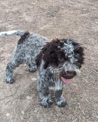 Ultimi cuccioli di Lagotto Romagnolo con Pedigree